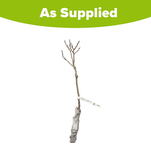 Patio Apple Sun Red (R) Tree Patio Apple Sun Red (R) Tree