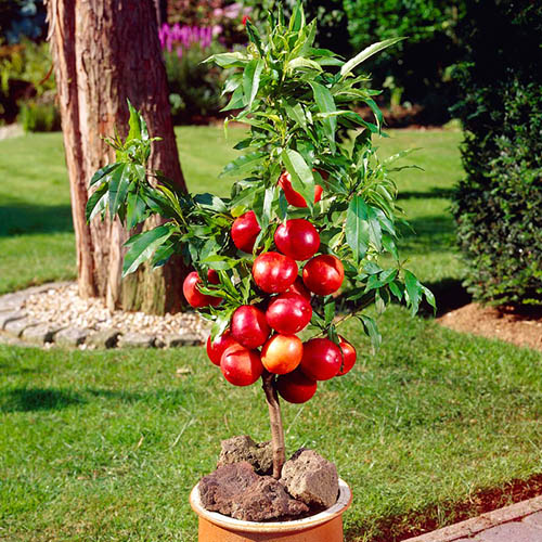 Nectarine Garden Beauty Patio Tree