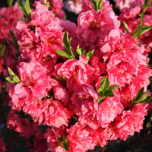 Nectarine Garden Beauty Patio Tree Nectarine Garden Beauty Patio Tree