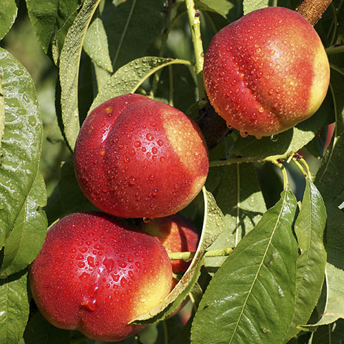 Nectarine Garden Beauty Patio Tree Nectarine Garden Beauty Patio Tree