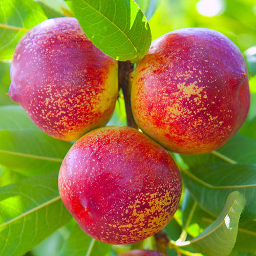 Nectarine Garden Beauty Patio Tree Nectarine Garden Beauty Patio Tree