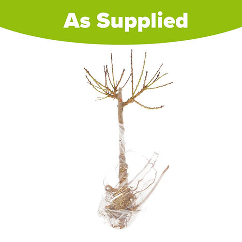 Nectarine Garden Beauty Patio Tree Nectarine Garden Beauty Patio Tree