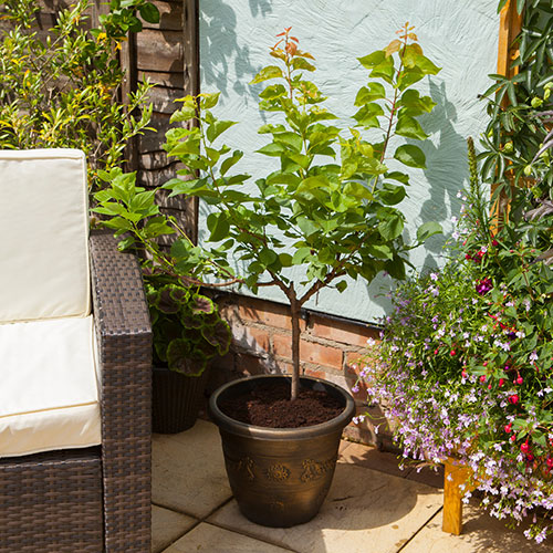 Patio Apricot Aprigold Tree Patio Apricot Aprigold Tree