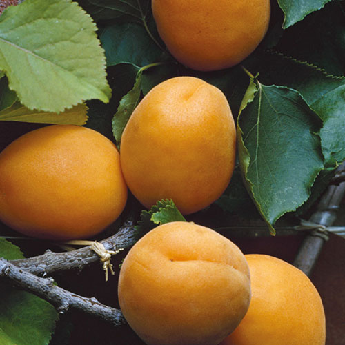 Patio Apricot Aprigold Tree Patio Apricot Aprigold Tree