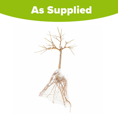 Patio Apricot Aprigold Tree Patio Apricot Aprigold Tree