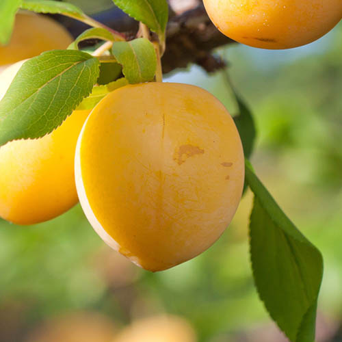 Patio Golddust Plum Tree Patio Golddust Plum Tree