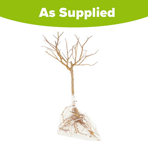 Patio Golddust Plum Tree Patio Golddust Plum Tree