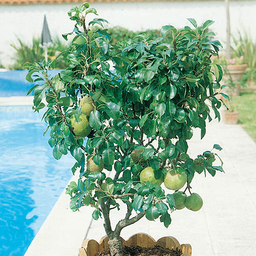 Pear Garden Pearl Patio Tree Pear Garden Pearl Patio Tree