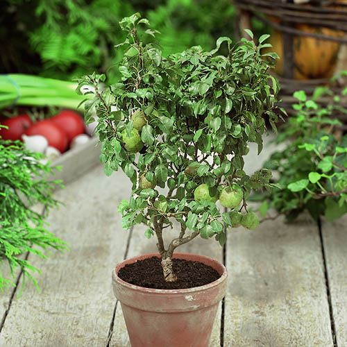 Pear Garden Pearl Patio Tree Pear Garden Pearl Patio Tree