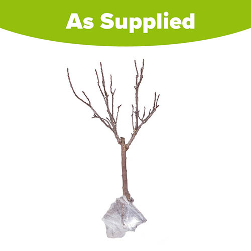 Pear Garden Pearl Patio Tree Pear Garden Pearl Patio Tree