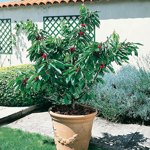 Patio Cherry Garden Bing Tree Patio Cherry Garden Bing Tree