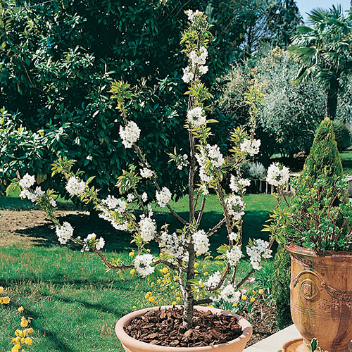 Patio Cherry Garden Bing Tree Patio Cherry Garden Bing Tree