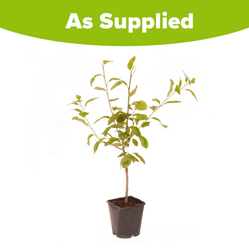 Patio Plum Little Vic Patio Plum Little Vic