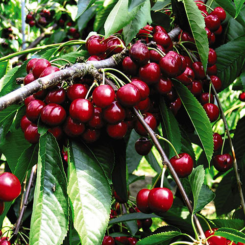 Patio Cherry Little Stella Tree Patio Cherry Little Stella Tree