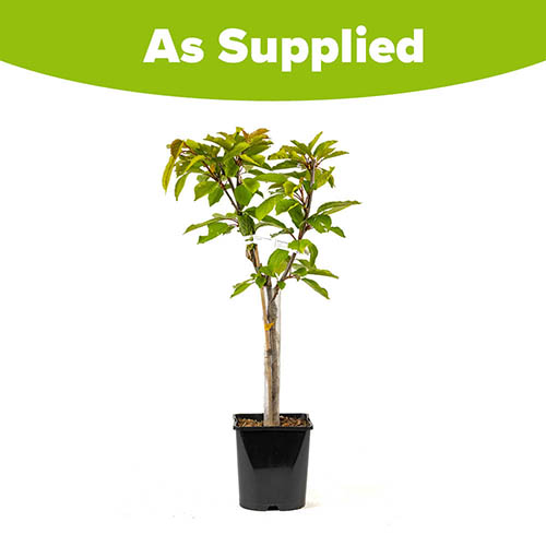 Patio Cherry Little Stella Tree Patio Cherry Little Stella Tree