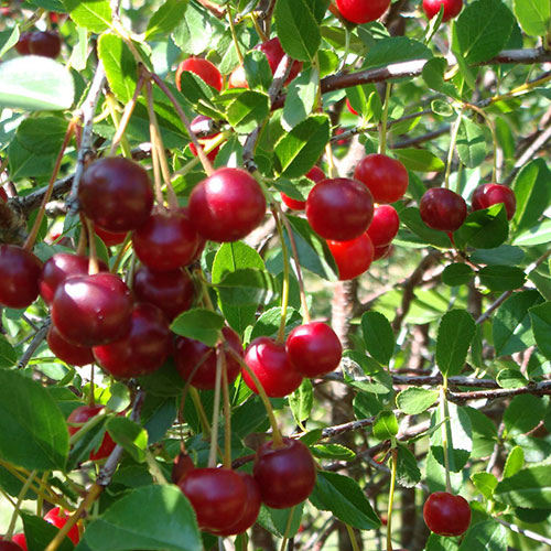 Cherry Bush Porthos Cherry Bush Porthos