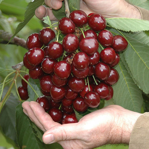 Pair of Cherry Bush Porthos Pair of Cherry Bush Porthos