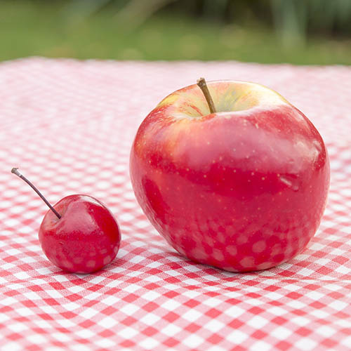 Malus Appletini 13cm potted Malus Appletini 13cm potted