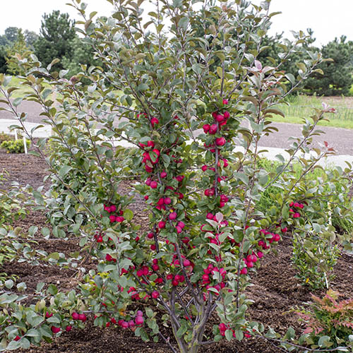 Malus Appletini 13cm potted Malus Appletini 13cm potted