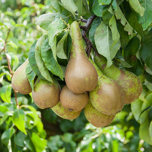 Pear Little Conference