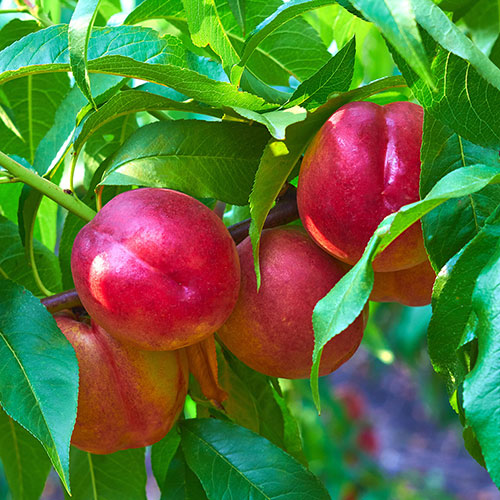 Nectarine Tree Prunus Flavourtop