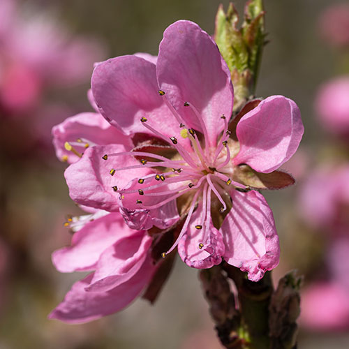 Nectarine Tree Prunus Flavourtop Nectarine Tree Prunus Flavourtop
