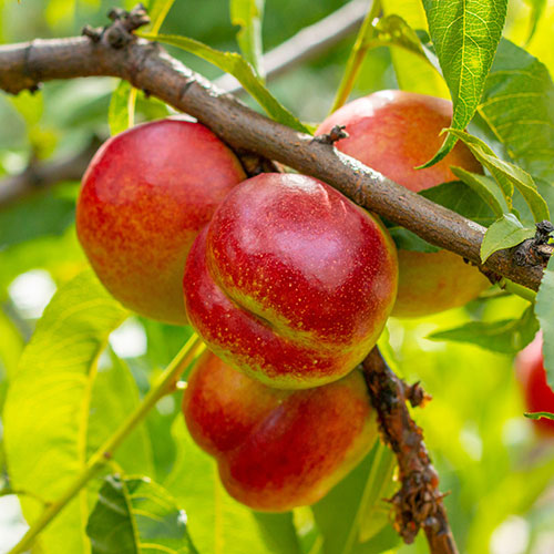 Nectarine Tree Prunus Flavourtop Nectarine Tree Prunus Flavourtop