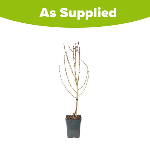 Nectarine Tree Prunus Flavourtop Nectarine Tree Prunus Flavourtop