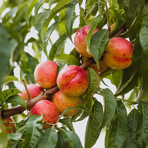 Nectarine Tree Prunus Flavourtop Nectarine Tree Prunus Flavourtop