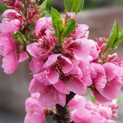 Nectarine Tree Prunus Flavourtop Nectarine Tree Prunus Flavourtop