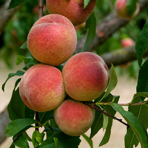 Patio Peach Diamond Tree