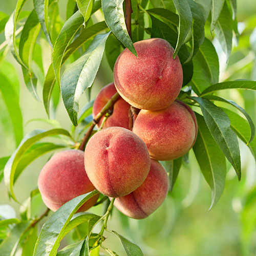 Patio Peach Diamond Tree Patio Peach Diamond Tree