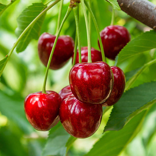 Patio Cherry Piemont Tree Patio Cherry Piemont Tree