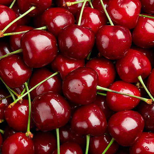 Patio Cherry Piemont Tree Patio Cherry Piemont Tree