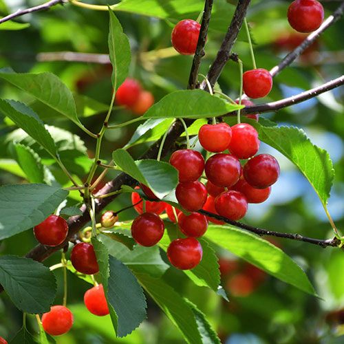Patio Cherry Piemont Tree Patio Cherry Piemont Tree