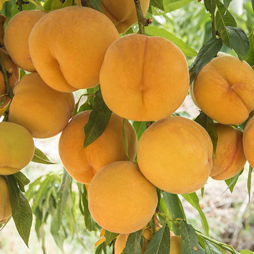 Patio Peach Honey Gold Tree Patio Peach Honey Gold Tree