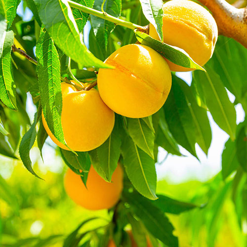Patio Peach Honey Gold Tree Patio Peach Honey Gold Tree