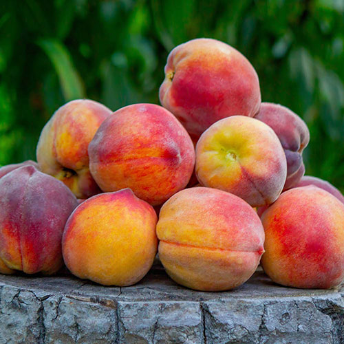 Patio Peach Honey Red Tree Patio Peach Honey Red Tree