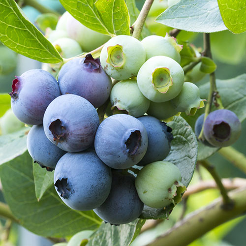 Blueberry Early New Hanover