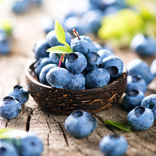 Blueberry Early New Hanover Blueberry Early New Hanover