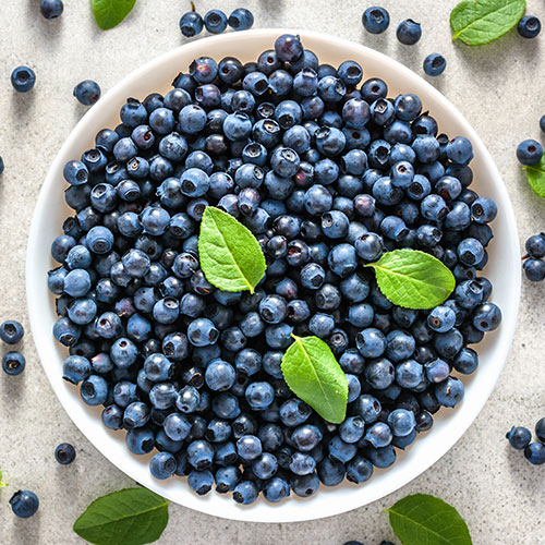 Late Blueberry Ozark Blue Late Blueberry Ozark Blue