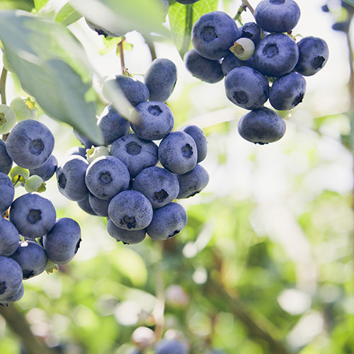 Blueberry Blueray