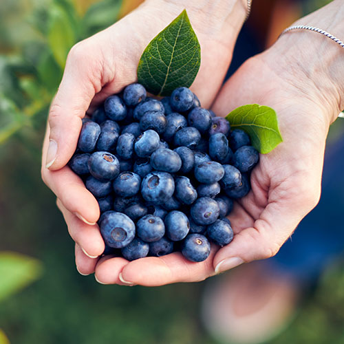 Blueberry Blueray Blueberry Blueray