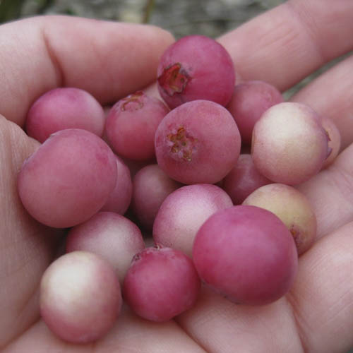 Pink Blueberry Pink Lemonade Pink Blueberry Pink Lemonade