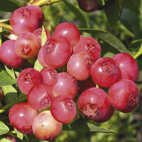 Pink Blueberry Pink Lemonade Pink Blueberry Pink Lemonade