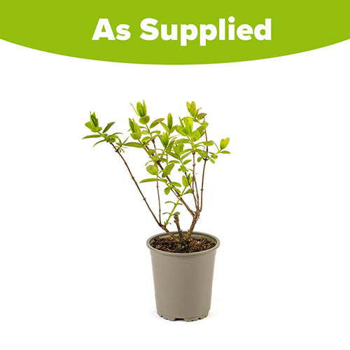 Honeyberry Lonicera Balalaika Honeyberry Lonicera Balalaika