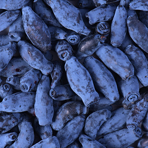 Honeyberry Honeyberry