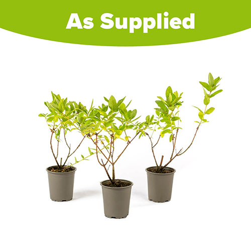 Honeyberry Honeyberry