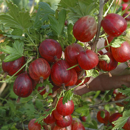 Gooseberry Hinnomaki Red Gooseberry Hinnomaki Red