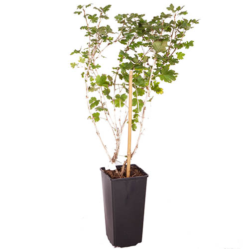 Gooseberry Hinnomaki Red Gooseberry Hinnomaki Red